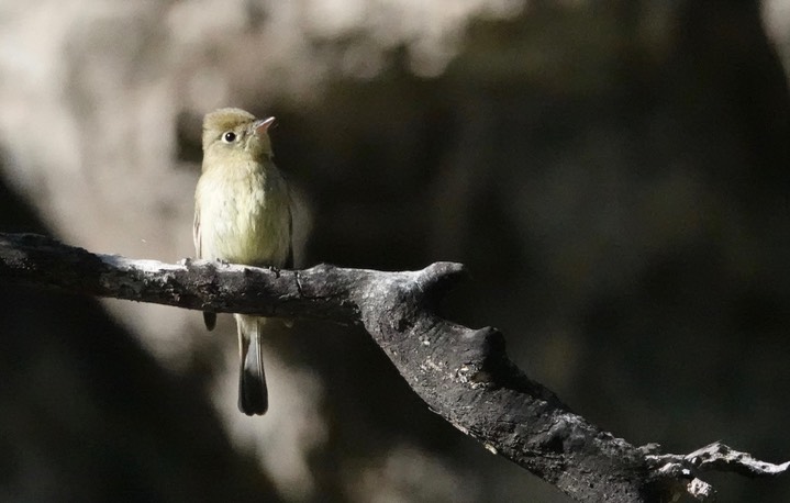 Cordilleran Flycatcher Empidonax occidentalis