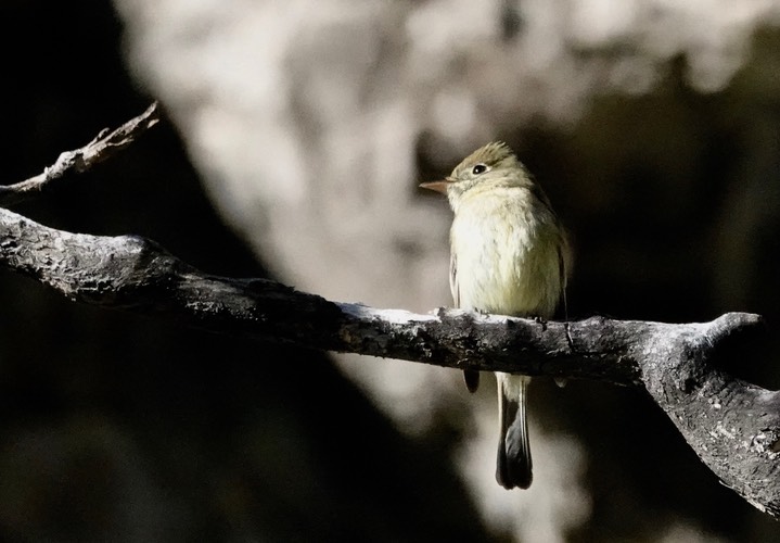 Cordilleran Flycatcher Empidonax occidentalis2