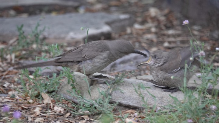 Curve-billed feeding
