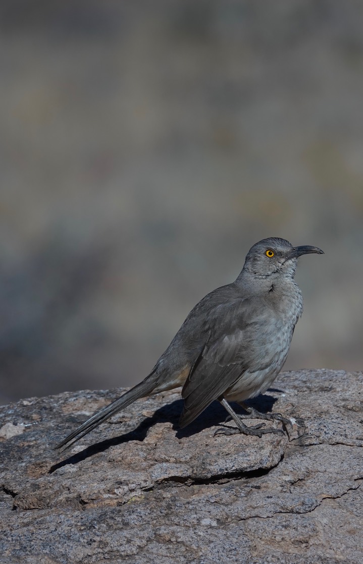 Curve-billed Thrasher, Toxostoma curvirostre1