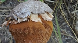 Desert Stalked Puffball (Battarrea phalloides) 1
