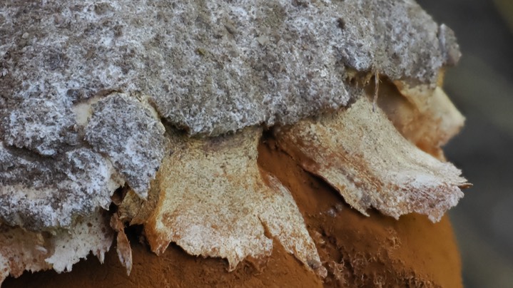 Desert Stalked Puffball (Battarrea phalloides) 4