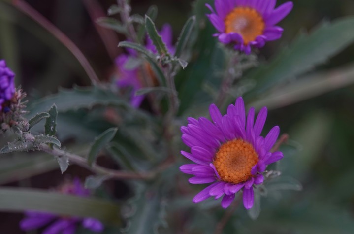 Silver Creek Canyon/Road, Black Range, NM