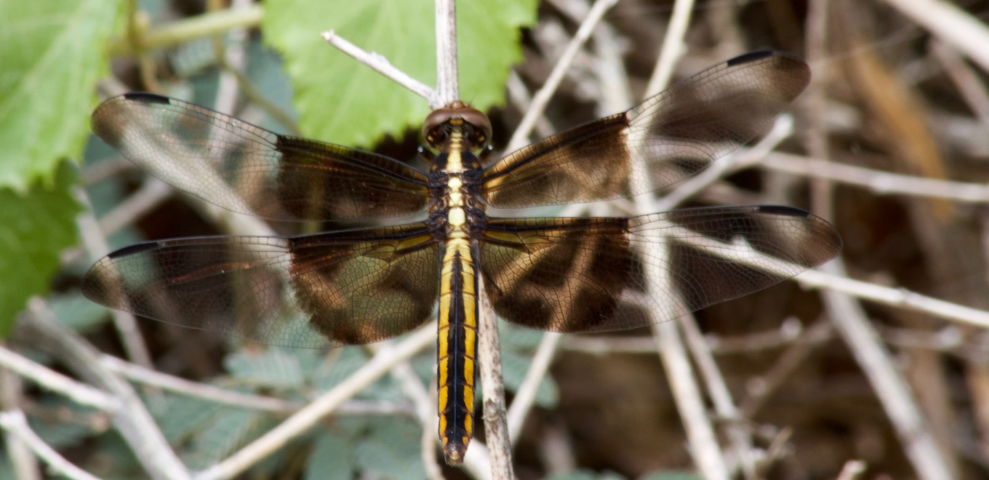 Widow Skimmer, Libellula luctuosa, female, by Matilde Holzwarth, Animas Creek