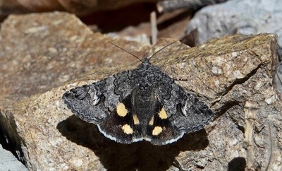 Litocala sexsignata