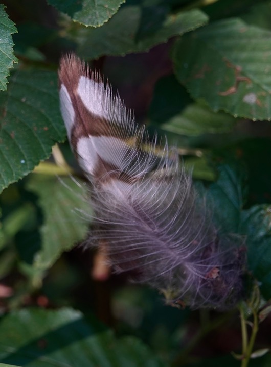 Mexican Spotted Owl feather
