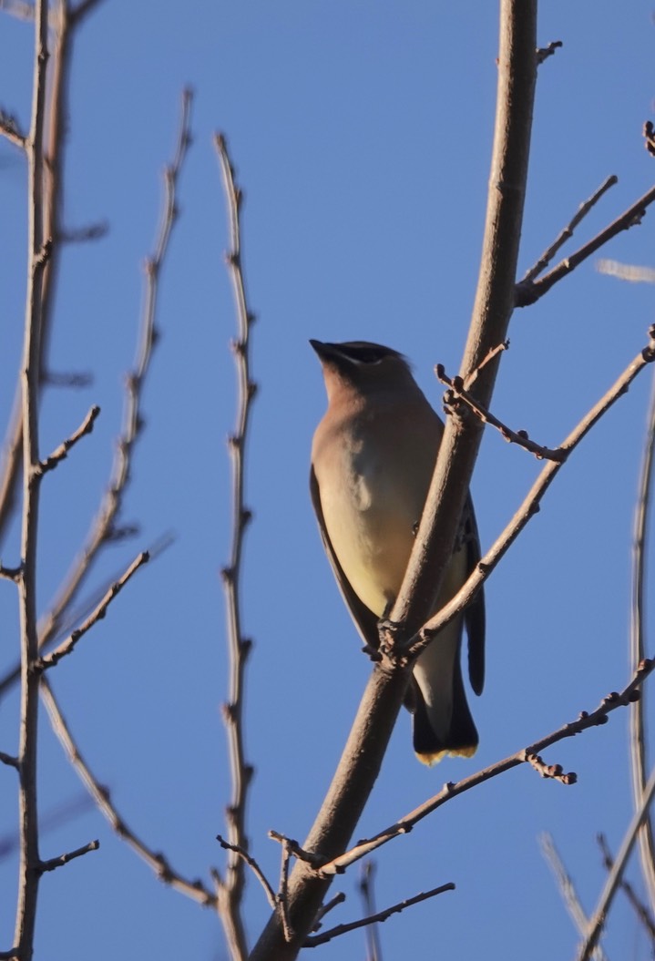 Cedar Waxwing, Hillsboro