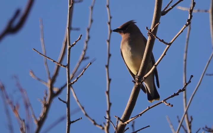 Cedar Waxwing, Hillsboro