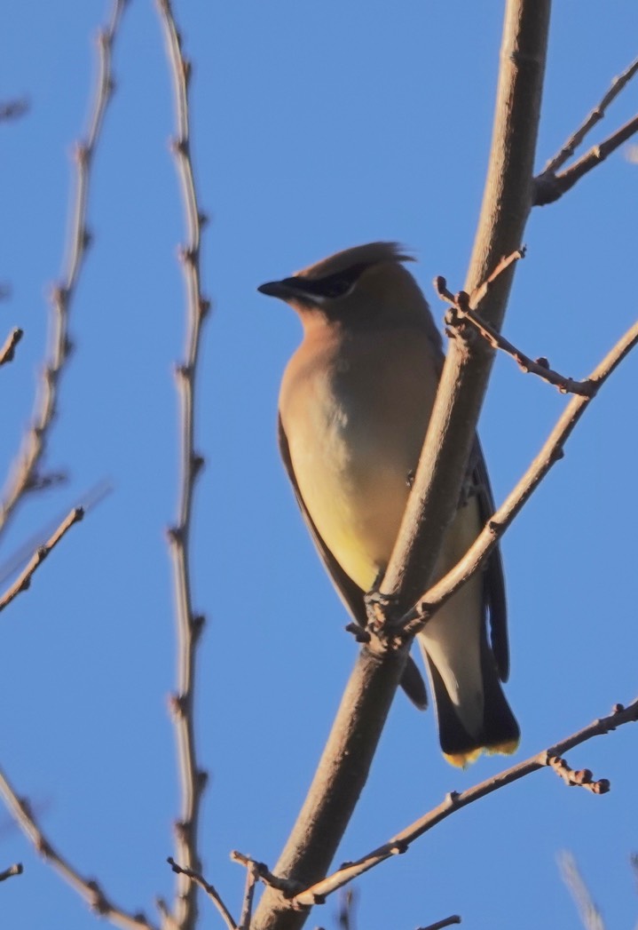 Cedar Waxwing, Hillsboro