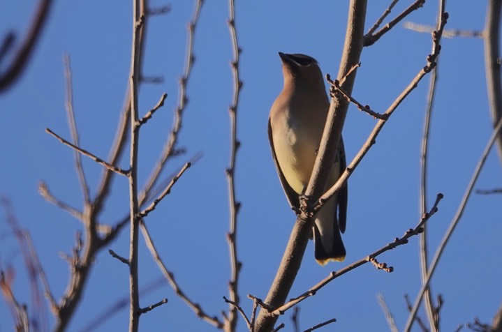 Cedar Waxwing, Hillsboro