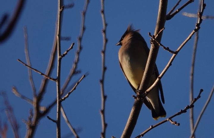 Cedar Waxwing, Hillsboro