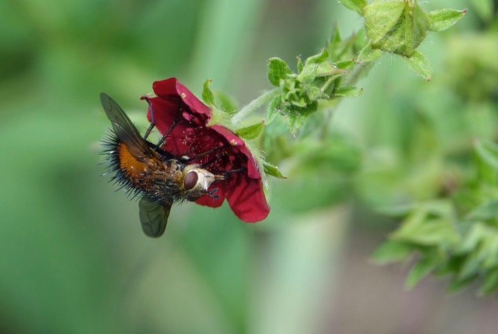 Hystricia abrupta, Tachinid Fly, Railroad Canyon, Black Range, July 23, 2017
