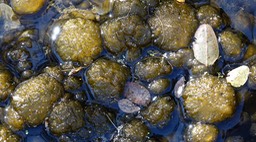 Probably Oscillatoria, Mineral Creek, East side of the Black Range