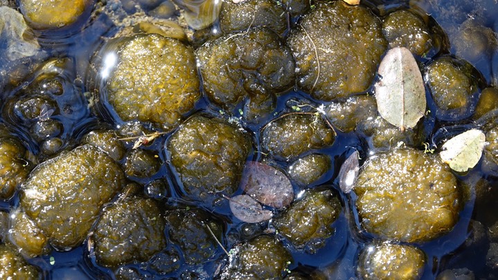 Probably Oscillatoria, Mineral Creek, East side of the Black Range