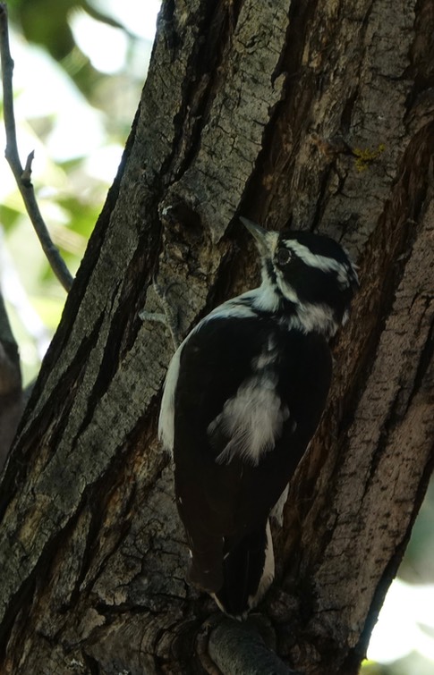 Woodpecker, Downy - Picoides pubescens, Mineral Creek, East side of the Black Range