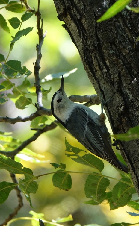 Nuthatch, White-breasted - Sitta carolinensis, Mineral Creek, East side of the Black Range