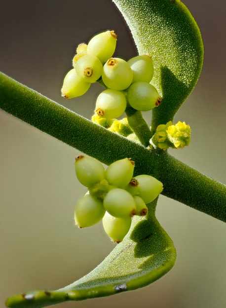 emory oak mistletoe 2 2