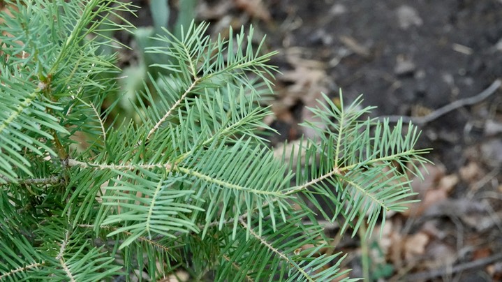 Gallinas Canyon (upper) west slope Black Range