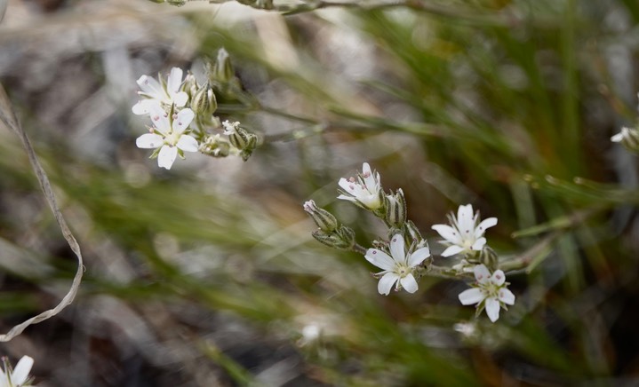 Eremogone fendleri, Fendler's Sandwort4