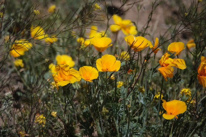 Eschscholzia californica subsp. mexicana  Mexican Poppy Hwy 26d