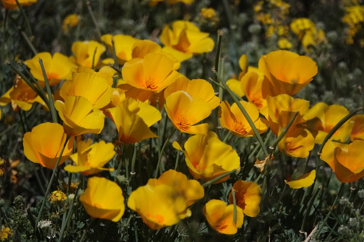 Eschscholzia californica subsp. mexicana  Mexican Poppy Hwy 26a
