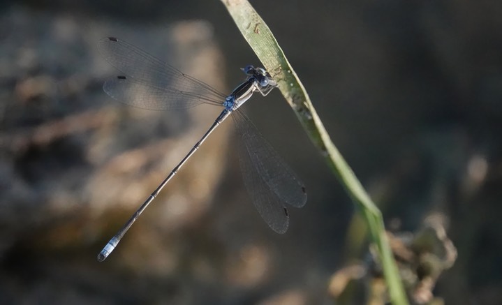 Familiar Bluet, Enallagma civilé 2