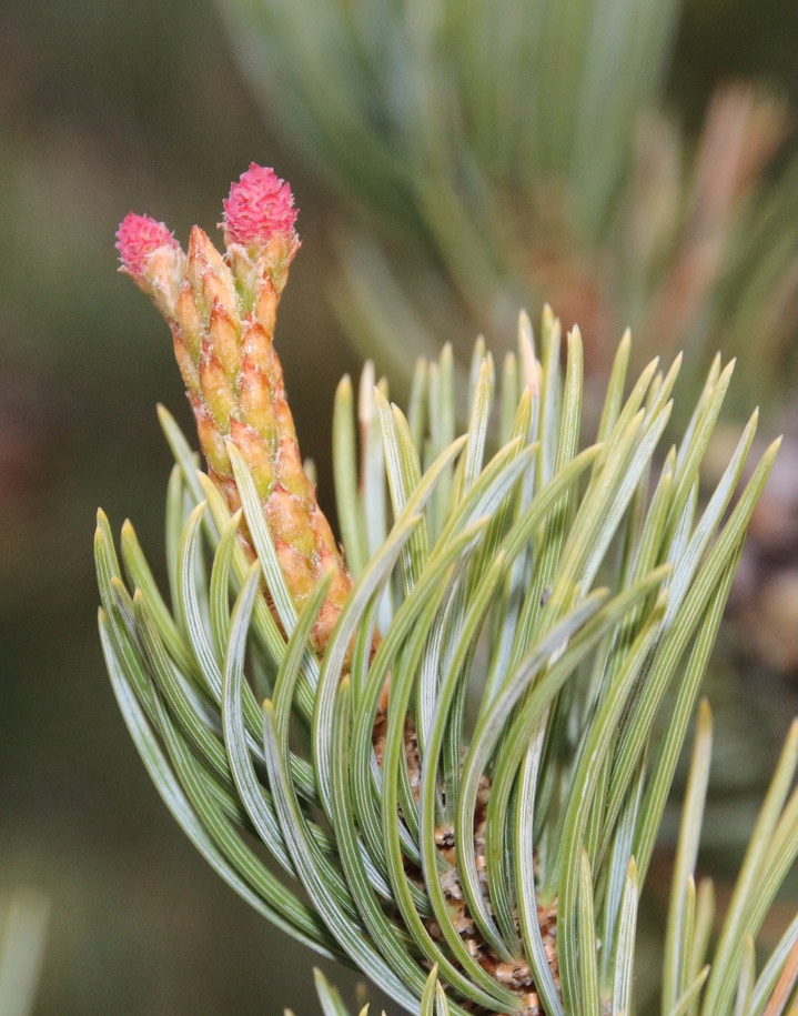 Female cones Two-needle Pinyon - NM-152 west of Kingston