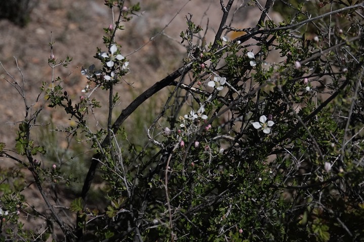 Fendlerbush or Wright's Fendlerbush - Fendlera rupicola var. wrightii3