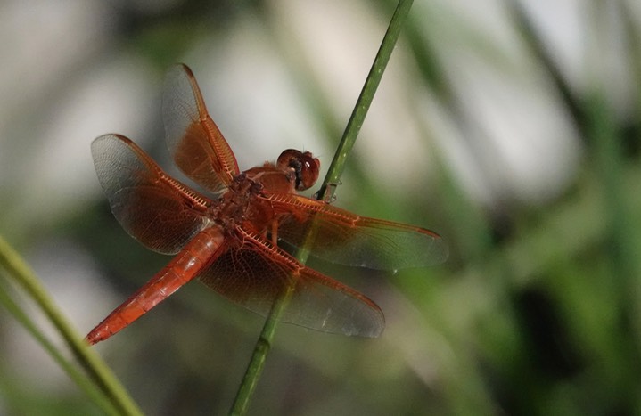 Flame Skimmer, Libellula saturata Carbonate Creek July 7, 2024