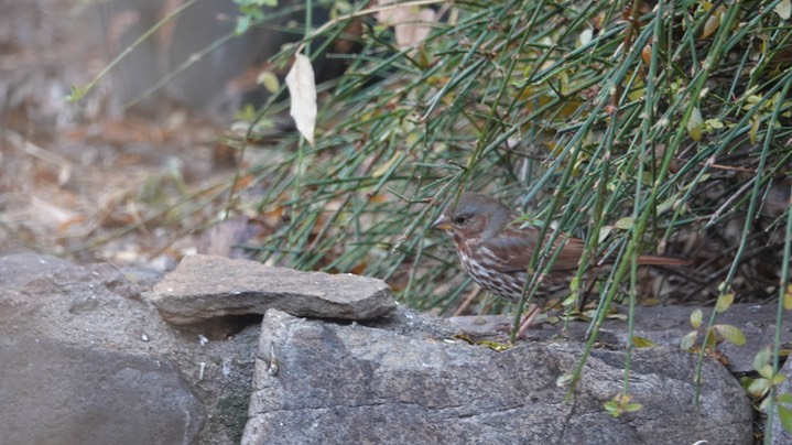 Fox Sparrow