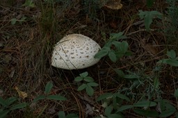 Fungi, Railroad Canyon1