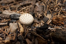 Fungi1