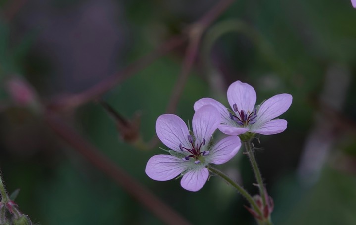 Silver Creek Canyon/Road, Black Range, NM