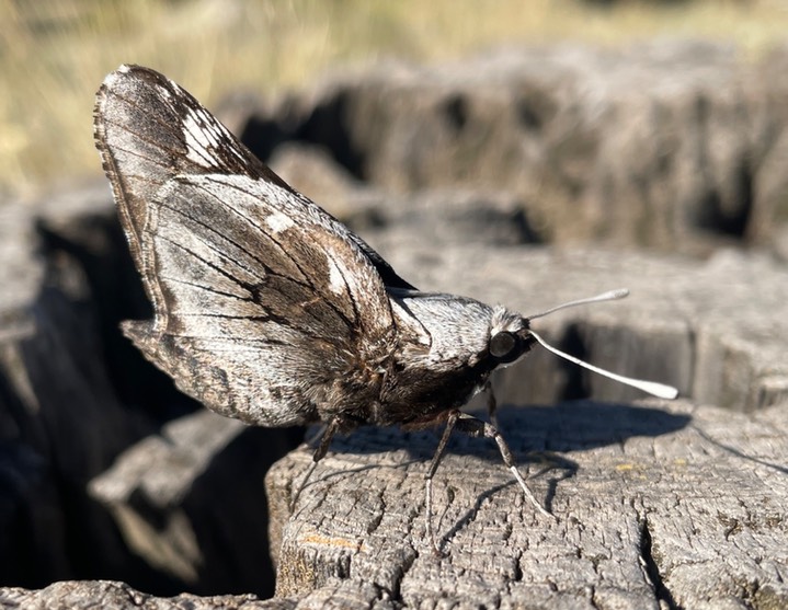 Giant Skipper by Griffin
