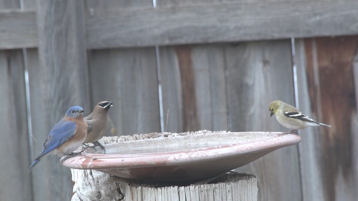 Goldfinch, American (Hillsboro, NM Dec 2018) a