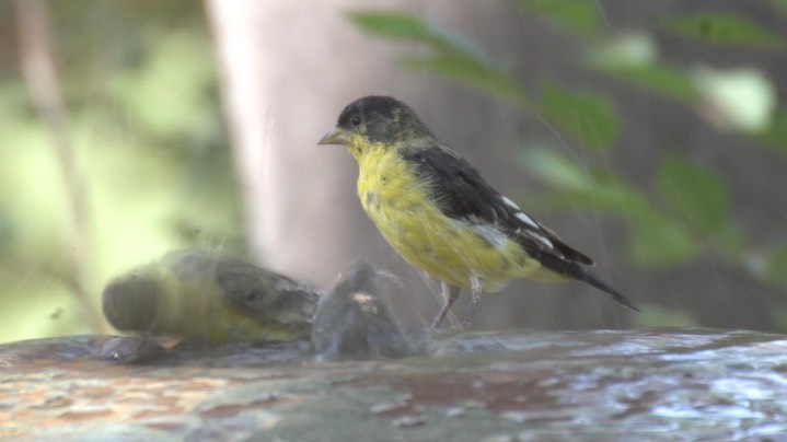 Goldfinch, Lesser Hillsboro May14 2
