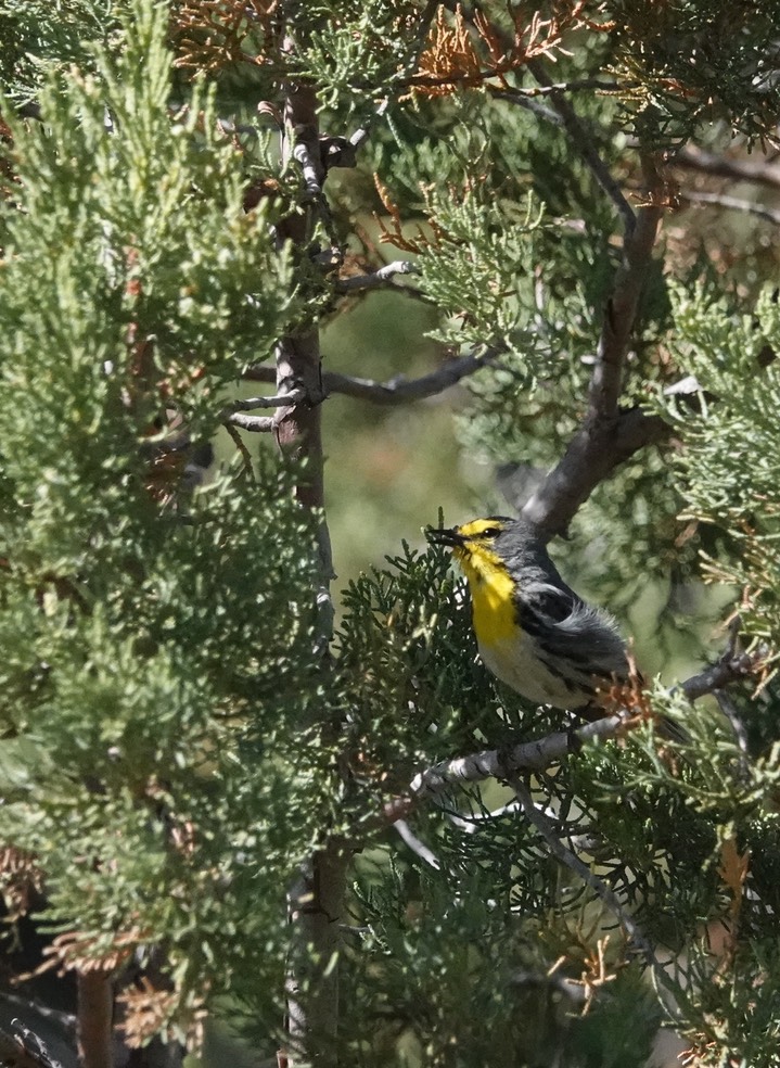 Grace's Warbler NM-152  3 mi w of Kingston 5:15:24 b
