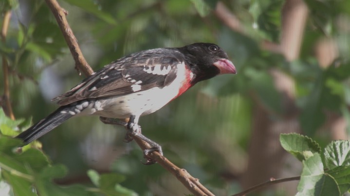 Grosbeak, Rose-breasted May14 3