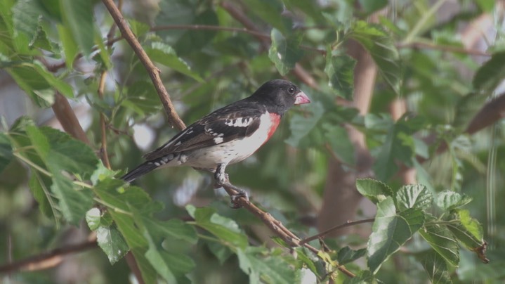 Grosbeak, Rose-breasted May14 2