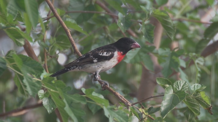 Grosbeak, Rose-breasted May14 1