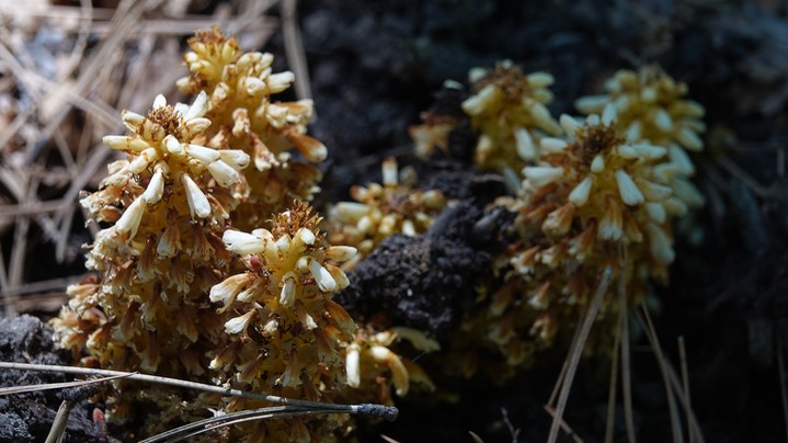 Ground Cone, Conopholis alpina1