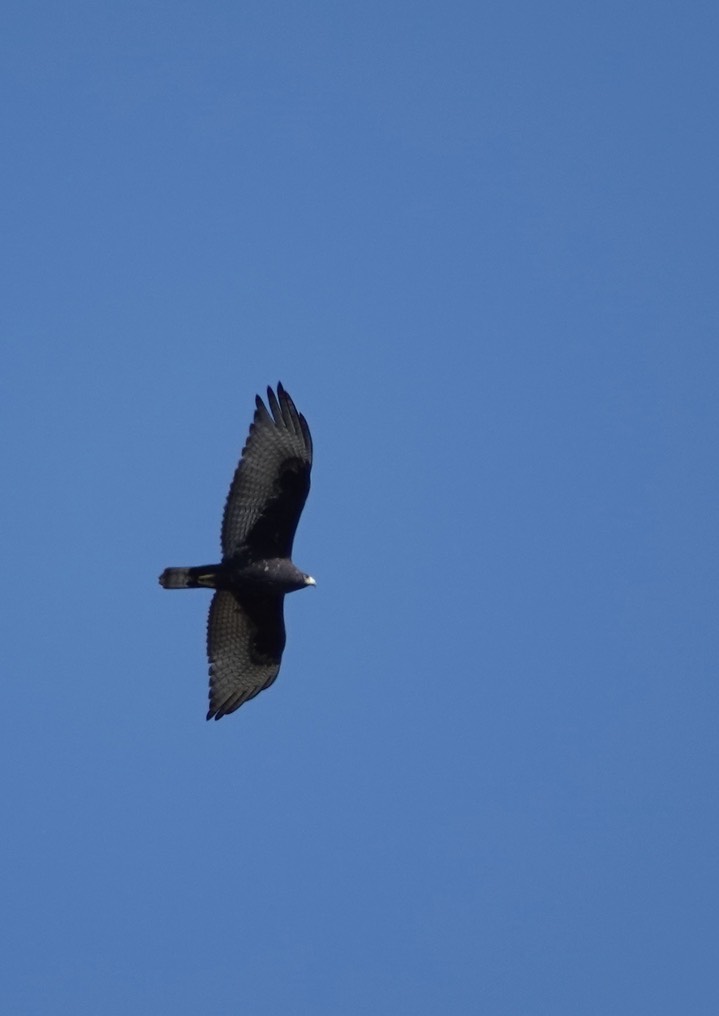 Hawk, Zone-tailed a1