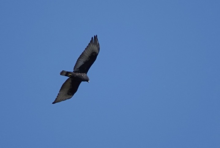 Hawk, Zone-tailed a2