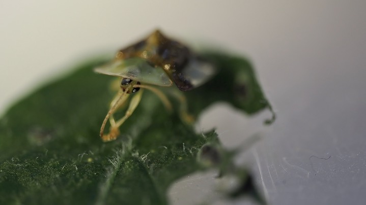 Helocassis clavata - Clavate Tortoise Beetle