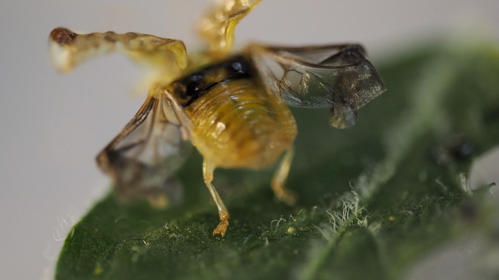 Helocassis clavata - Clavate Tortoise Beetle3