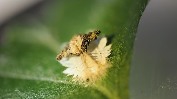 Helocassis clavata - Clavate Tortoise Beetle larva