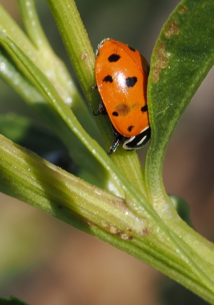 Hippodamia convergens warm springs Sep 7 25