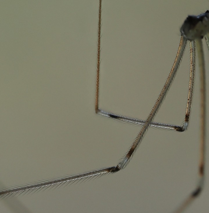 Holocnemus pluchei 1