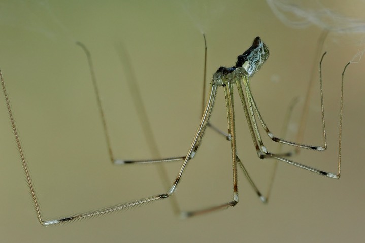 Holocnemus pluchei 6