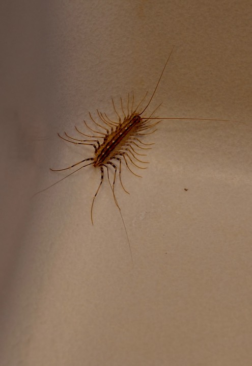 House Centipede - Scutigera coleoptrata1